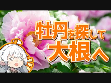 ぶらり気ままに日帰り旅 ＃牡丹を探して大根へ【VOICEROID旅行】