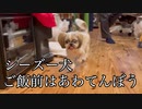 [シーズー犬]ご飯の前後のナイトルーティン[鼻ぺちゃ]