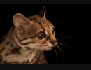 neマーゲイ Leopardus wiedii、シンシナティ動植物園 PHOTOGRAPH BY JOEL SARTOREko