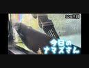 赤ちゃんなまず飼育日記 326日目