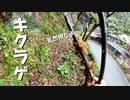 【第261回】キクラゲとスヤスヤとホタルカズラ