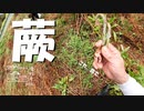 【増刊号】#88 ワラビとりしたよー！！