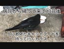 2024・猫の名前はしろNO41
