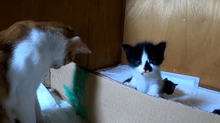 とうとう叔母猫が我慢しきれず子猫の尻尾に猫パンチしてしまいました