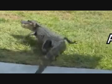 ホモと見る逃げ足が早すぎるワニ