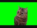 【猫ミーム】しょんぼり猫がマリオのジャンプ音のモノマネをしてくれるそうです