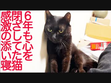 ６年間心を閉ざしてた猫、遂に添い寝をする