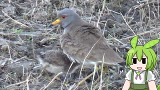 第４羽　探鳥動画は多くなりにけり