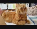 一週間ずっと床下で鳴いていた猫を保護しました
