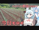 2024年5月6日　農作業日誌P987　雨が降る前に種まきしたりネギの植え替えしたり