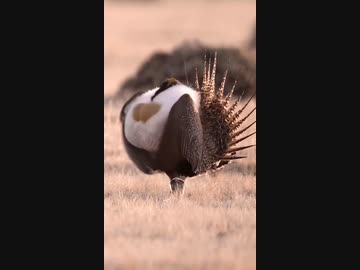 ホモと見る爆乳でメスに求愛するキジオライチョウ♂