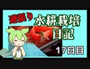 逆張り水耕栽培を楽しむずんだもん（17日目）