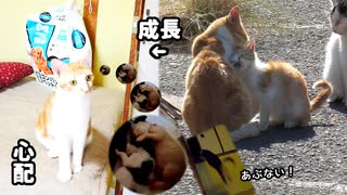 子猫の時みんなに愛された野良猫が家猫になって見えない敵から赤ちゃん猫を守る