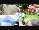 【vlog】#鳥だらけ編