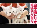 白い子猫トリオ、長女巣立ち前のすばらしい日々