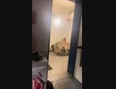 ホモと見る体格差で愛し合えなかった犬