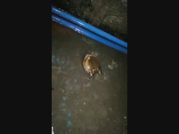 ホモと見るカエルの縄張り争い