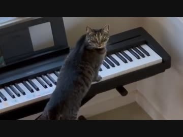 ホモと見る家中に響く謎の音