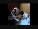 【ショート】離乳食を匂ってたらお尻の匂いを嗅がれてしまった子猫