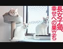 長女子猫、困難を乗り越えて幸せに辿り着く