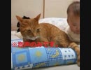 20150312確_IC_A_026_向島労働基準監督調書