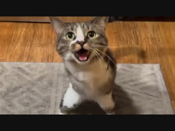 ホモと見る命の輝き