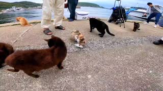 釣り人に魚を貰う猫島の野良猫