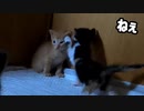 妹にチューされて明らかに照れる子猫がこちらです「かわゆい」
