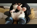 第96位：ねこの爪を切る動画