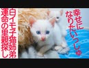 白い保護子猫姉弟、運命の公開里親募集をする