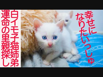 白い保護子猫姉弟、運命の公開里親募集をする