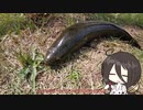 新しく買ったロッドとラインのテストとうさぎの独り言【VOICEROIDフィッシング】四国めたんと中国うさぎ