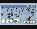 野鳥観察　東よか干潟　20240509