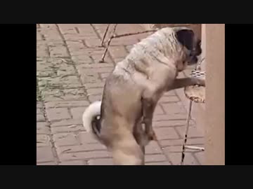 ホモと見る１人でハッスルしてしまう犬