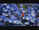 【青霧】大丈夫だよ。【歌ってみた】