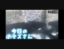 赤ちゃんなまず飼育日記 331日目