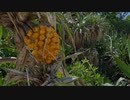 The fruit of the Adan tree is a must-try during your vacation.