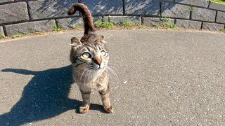 恐がりながらもモフられに来るキジトラ子猫が可愛過ぎる