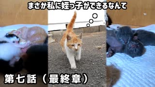 こんなに猫の赤ちゃんって可愛いんだね【子猫たちの添い寝】【野良猫～保護～出産～子猫成長 第7話 最終章】