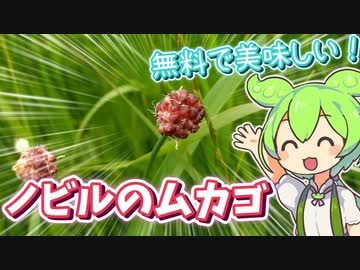 ノビルのムカゴを採って食べました♪