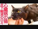 心臓病の黒猫、珍獣と皮下輸液をがんばる