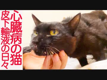 心臓病の黒猫、珍獣と皮下輸液をがんばる