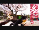 護り猫たち、桜の下へ里帰りする