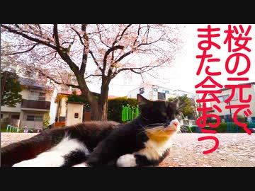 護り猫たち、桜の下へ里帰りする