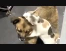 2週間行方不明だったワンコと再開した猫の反応