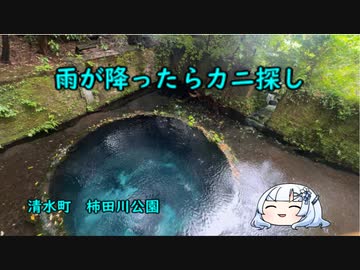 雨が降ったらカニ探し