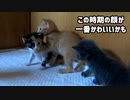 動きが遅くなった子猫「成長して速くなったのにまたお爺ちゃんみたいになっちゃった」