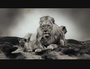 68-2,【ライオン Lion 】百獸の王、威風堂々