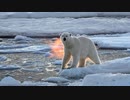 69-2,【熊 Bear】太刀打ち出来るのは足柄山の金太郎だけ