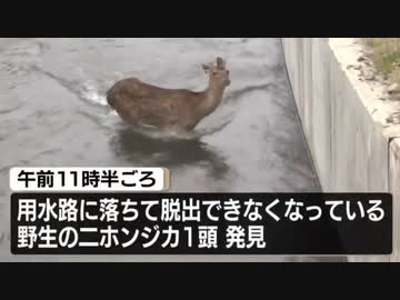 ホモと見る用水路に落ちてしまった鹿の末路